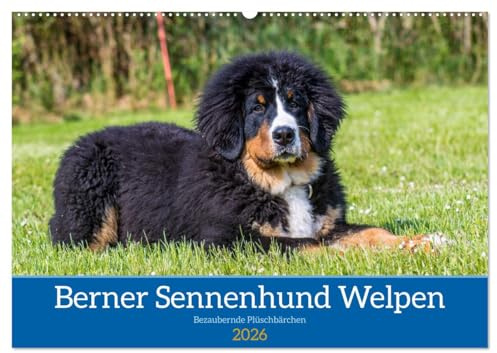 Berner Sennenhund Welpen - Bezaubernde Plüschbärchen (Wandkalender 2026 DIN A2 quer), CALVENDO Monatskalender: Zauberhafte Bärchen (CALVENDO Tiere)