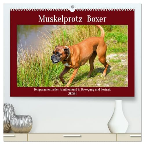 Muskelprotz Boxer (hochwertiger Premium Wandkalender 2026 DIN A2 quer), Kunstdruck in Hochglanz: Temperamentvoller Familienhund in Portrait und Bewegung (CALVENDO Tiere)