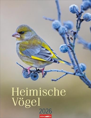 Heimische Vögel Kalender 2026: Wandkalender mit 12 Fotografien heimischer Vogelarten. Tier-Kalender 2026 zum Aufhängen. Foto-Kalender mit Monatsübersicht. 30 x 39 cm (Tierkalender Weingarten)