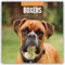 Boxers – Deutscher Boxer 2025 – 16-Monatskalender: Original Red Robin Publishing Ltd-Kalender [Mehrsprachig] [Kalender] (Wall-Kalender)