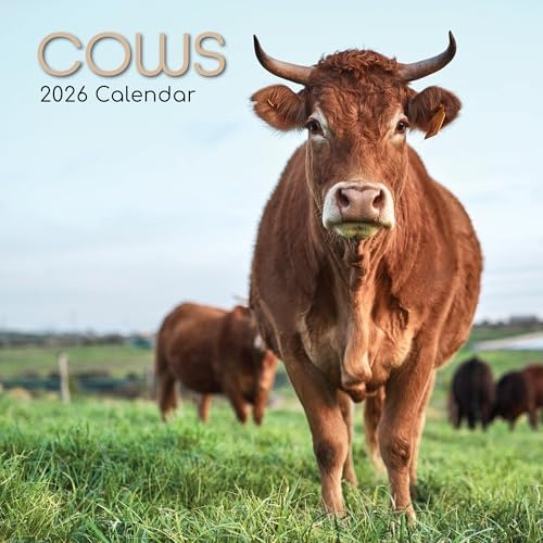 TGSC Kühe Kalender 2026, 16 Monate (Sept 2025-Dez. 2026), quadratischer Wandkalender 2026, Planer mit großem Raster für die Organisation zu Hause oder im Büro, Tiere 2026/2025, Kalender UK
