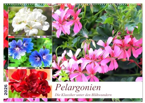 Pelargonien. Die Klassiker unter den Blühwundern (Wandkalender 2026 DIN A2 quer), CALVENDO Monatskalender: Pelargonien werden auch Geranien genannt ... Garten- und Balkonblumen (CALVENDO Hobbys)