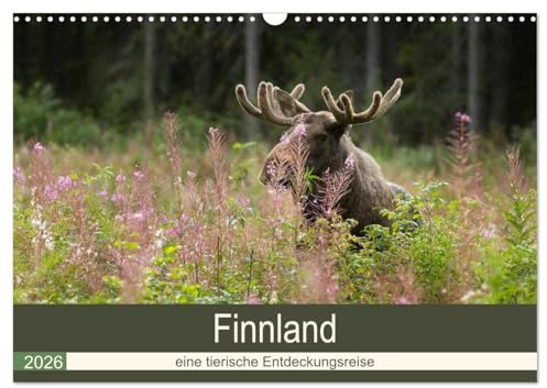 Finnland: eine tierische Entdeckungsreise (Wandkalender 2026 DIN A3 quer), CALVENDO Monatskalender: Tierfotografien aus finnisch Lappland und Nordkarelien (CALVENDO Tiere)