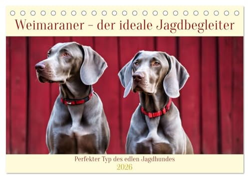 Weimaraner - der ideale Jagdbegleiter (Tischkalender 2026 DIN A5 quer), CALVENDO Monatskalender: Perfekter Typ des edlen Jagdhundes (CALVENDO Tiere)