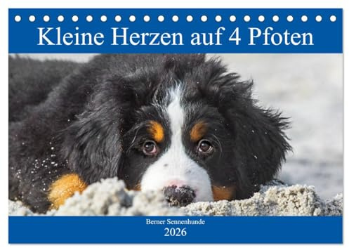 Kleine Herzen auf 4 Pfoten - Berner Sennenhunde (Tischkalender 2026 DIN A5 quer), CALVENDO Monatskalender: Entzückende Berner Sennenhunde-Welpen begleiten uns durch das Jahr (CALVENDO Tiere)