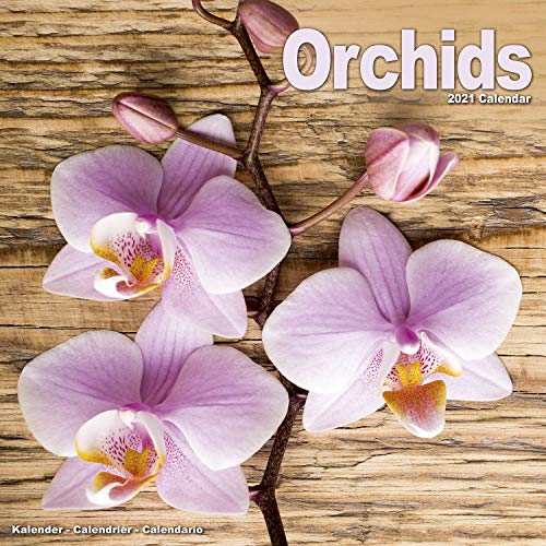Orchids - Orchideen 2021: Original Avonside-Kalender [Mehrsprachig] [Kalender] (Wall-Kalender)