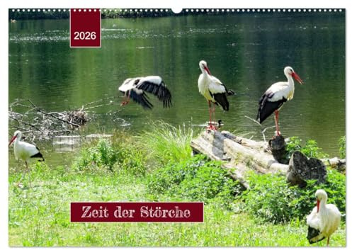 Zeit der Störche (Wandkalender 2026 DIN A2 quer), CALVENDO Monatskalender: Aus dem Leben der Weißstörche ... (CALVENDO Tiere)