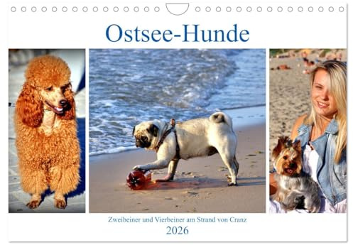 Ostsee-Hunde - Zweibeiner und Vierbeiner am Strand von Cranz (Wandkalender 2026 DIN A4 quer), CALVENDO Monatskalender: Große und kleine Hunde im Ostseebad Cranz/Selenogradsk (CALVENDO Tiere)