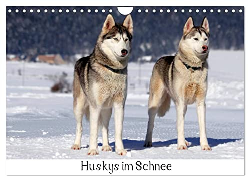 Huskys im Schnee (Wandkalender 2026 DIN A4 quer), CALVENDO Monatskalender: Portraits von Sibirischen Huskys im Winter (CALVENDO Tiere)