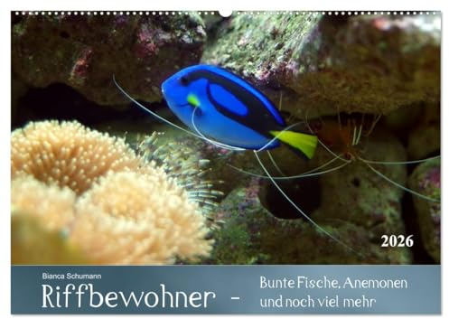 Riffbewohner - Bunte Fische, Anemonen und noch viel mehr (Wandkalender 2026 DIN A2 quer), CALVENDO Monatskalender: Tropische Riffe bieten eine große Vielfalt an Lebewesen und Farben (CALVENDO Tiere)