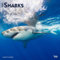 Sharks | 2025 12 x 24 Inch Monthly Square Wall Calendar | Plastic-Free | BrownTrout | Wildlife Marine Animals Fish
