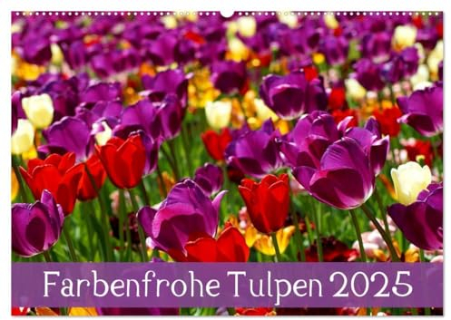 Farbenfrohe Tulpen 2025 (Wandkalender 2025 DIN A2 quer), CALVENDO Monatskalender