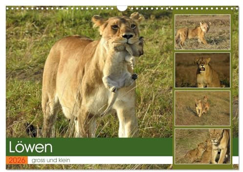 Löwen - gross und klein (Wandkalender 2026 DIN A3 quer), CALVENDO Monatskalender: Spielstunde in der freien Natur (CALVENDO Tiere)