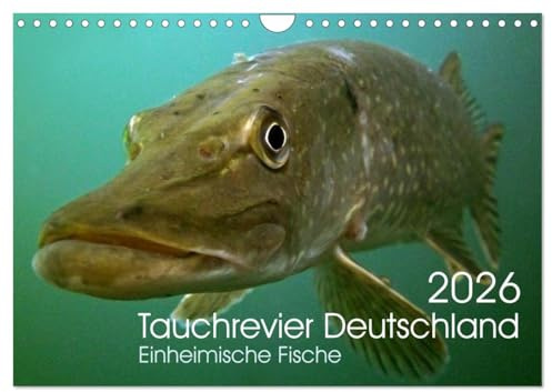 Tauchrevier Deutschland (Wandkalender 2026 DIN A4 quer), CALVENDO Monatskalender: Einheimische Fische (CALVENDO Tiere)