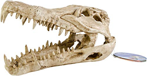 Penn-Plax RR1065 Krokodil-Totenkopf-Ornament, Kunstharz, sicher für Salzwasser- und Süßwasser-Aquarien