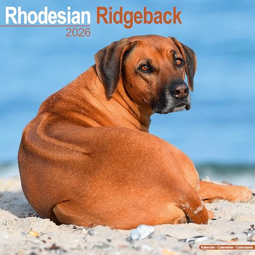 Rhodesian Ridgeback Calendar 2026 Square Dog Breed Wall Calendar - 16 Month