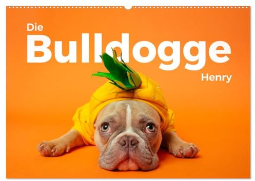 Die Bulldogge Henry (Wandkalender 2026 DIN A2 quer), CALVENDO Monatskalender: Hol Dir die niedlchen Bilder von Henry nach Hause. (CALVENDO Tiere)