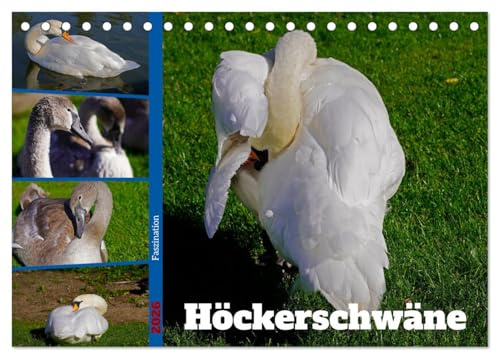 Faszination Höckerschwäne (Tischkalender 2026 DIN A5 quer), CALVENDO Monatskalender: Ausgewählte Bilder weißer Schwäne und grauer Jungschwäne in der Natur (CALVENDO Tiere)