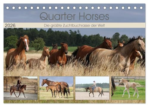 Quarter Horses - Die größte Zuchtbuchrasse der Welt (Tischkalender 2026 DIN A5 quer), CALVENDO Monatskalender: Quarter Horses Pferdezucht, Wandkalender mit 12 verschiedenen Fotos (CALVENDO Tiere)