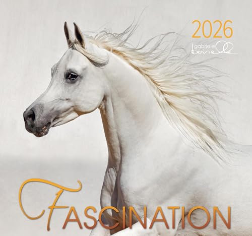 Fascination 2026: Arabische Pferde