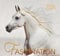 Fascination 2026: Arabische Pferde
