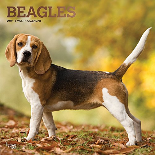 Beagles 2019 - 16-Monate Kalender 2019 mit freier Dog Days-App (Wall-Kalender) inkl. September-Dezember 2018 Mini-Kaleder: Original BrownTrout-Kalender [Mehrsprachig] [Kalender]
