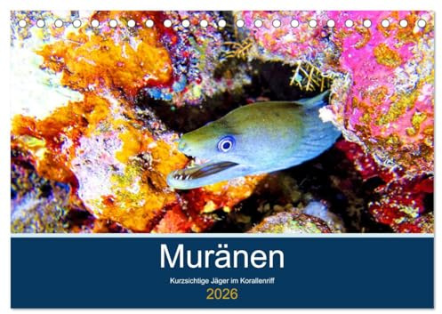 Muränen - Kurzsichtige Jäger im Korallenriff (Tischkalender 2026 DIN A5 quer), CALVENDO Monatskalender: Muränen werden zu Unrecht als Schrecken der Meere bezeichnet (CALVENDO Tiere)