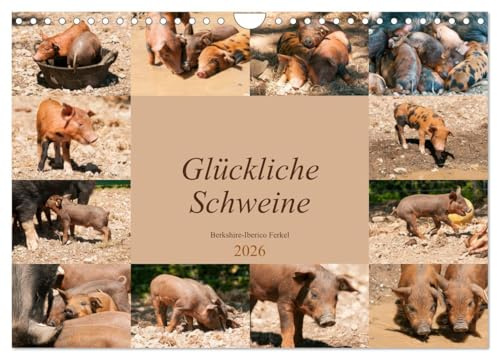 Glückliche Schweine Berkshire-Iberico Ferkel (Wandkalender 2026 DIN A4 quer), CALVENDO Monatskalender: Lustiger Alltag fröhlicher Schweinchen (CALVENDO Tiere)