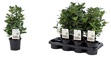 Echter Gewürzlorbeer Busch 40 cm - Laurus nobilis | Aromatisch, Pflegeleicht & Winterhart | Ideale Kräuterpflanze für Garten & Küche