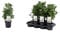Echter Gewürzlorbeer Busch 40 cm - Laurus nobilis | Aromatisch, Pflegeleicht & Winterhart | Ideale Kräuterpflanze für Garten & Küche