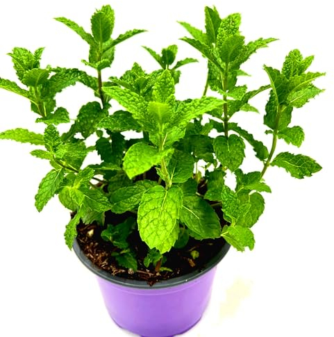 Florapartner 4er-Set Marokkanische Tee-Minze (Mentha-spicata) 4Pflanzen, 12 cm Topf, winterhart - mehrjährig