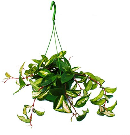 exotenherz - Zimmerpflanze zum Hängen - Hoya carnosa rubra - Porzellanblume - Wachsblume 14cm Ampel