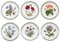Portmeirion Botanic Garden - Lot de 6 assiettes, différents motifs - 20 cm de diamètre