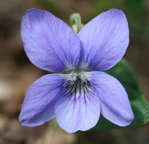 Plant World Seeds - Viola Riviniana Seeds (Perennial Flower Seeds)