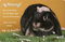 Nanyuk +++ Kaninchen Hase Zwergkaninchen - Metall Warnschild Schild TÜRSCHILD Sign - KAN 03