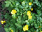 Staudenkulturen Wauschkuhn Hylomecon japonicum - Japanischer Mohn - Staude im 9cm Topf
