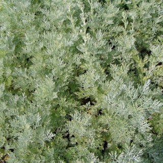 Wermut - Artemisia absinthium - Kräuterpflanze