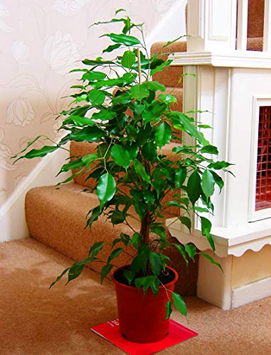 Large Traditional Evergreen House Plants in Pot - Weeping Fig
