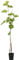 Muscat bleu blaue Weinrebe kernarm pilzfest fruchtige Sorte ca. 60-90 cm im 9 cm Rechtecktopf