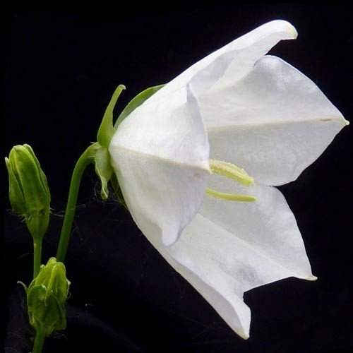 Plant World Seeds - Campanula Persicifolia Alba Seeds (Perennial Flower Seeds)