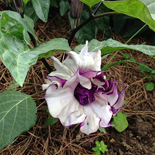 SEMI DATURA FASTUOSA DOPPIO FIORE
