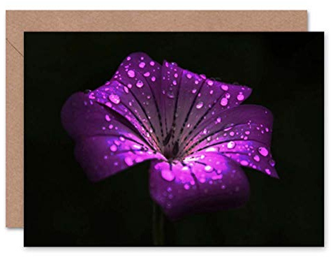 Wee Blue Coo WATERDROPS ON SINGLE PURPLE FLOWER PHOTO BIRTHDAY BLANK GREETINGS CARD