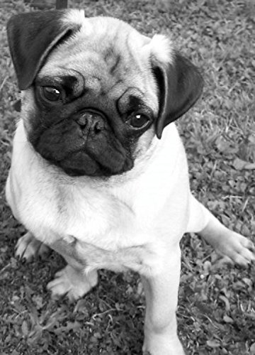 1art1 Hunde Süßer Mops, 2-Teilig Fototapete Poster-Tapete 250x180 cm