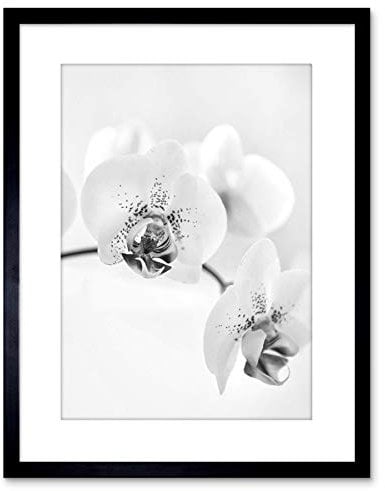 Wee Blue Coo Photo Nature Plant Orchid Flower Black White Framed Wall Art Print