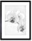 Wee Blue Coo Photo Nature Plant Orchid Flower Black White Framed Wall Art Print