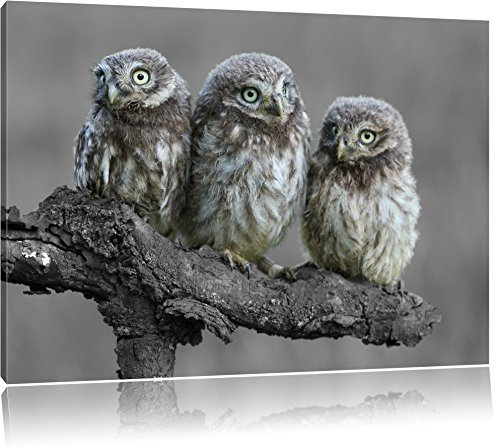 Pixxprint Eulen auf Ast B&W, Größe: 120x80cm, Leinwandbild, fertig gespannt, Wandbild, Dekoration, Kunstdruck, kein Poster