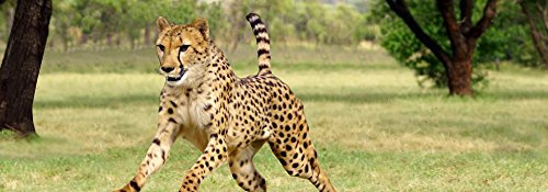 Edition Colibri Lentikular-Lesezeichen Gepard bei der Jagd – Wackelbild-Lesezeichen für Kinder als Mitgebsel