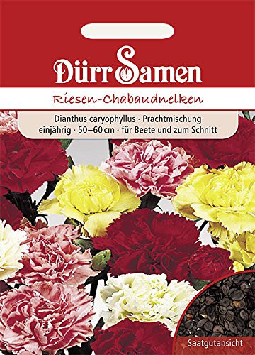 Dürr-Samen