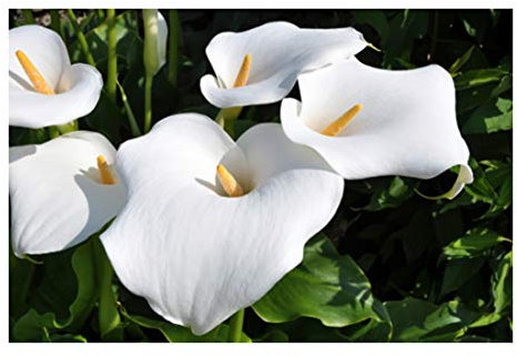 RP Seeds Zantedeschia aethiopica (Arum/Calla Lily) - 10 Seeds
