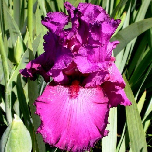 Schwertlilie, Iris x barbata-elatior 'Framboise'